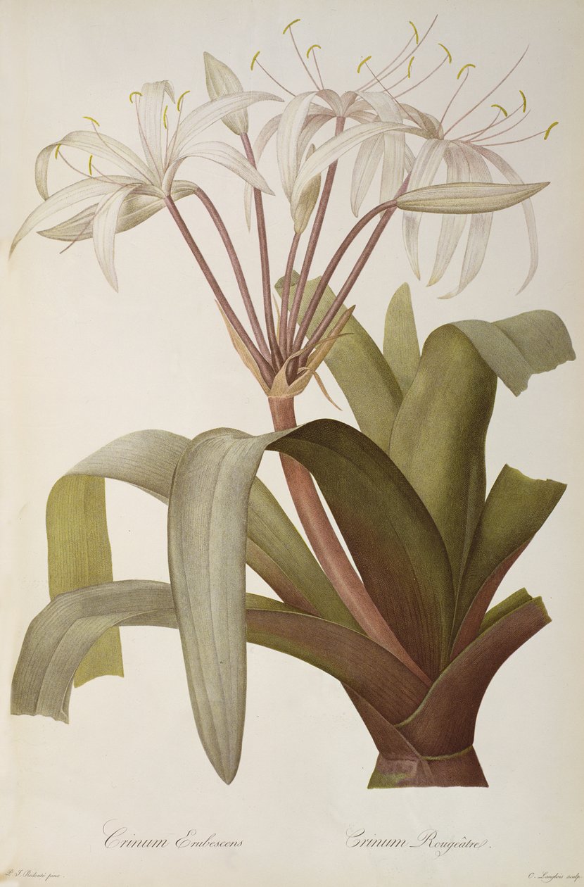 Crinum Erubescens tai Crinum Rougeatre, teoksesta "Les Liliacees", 1803, julkaistu 1805-1616 tekijältä Pierre Joseph Redouté