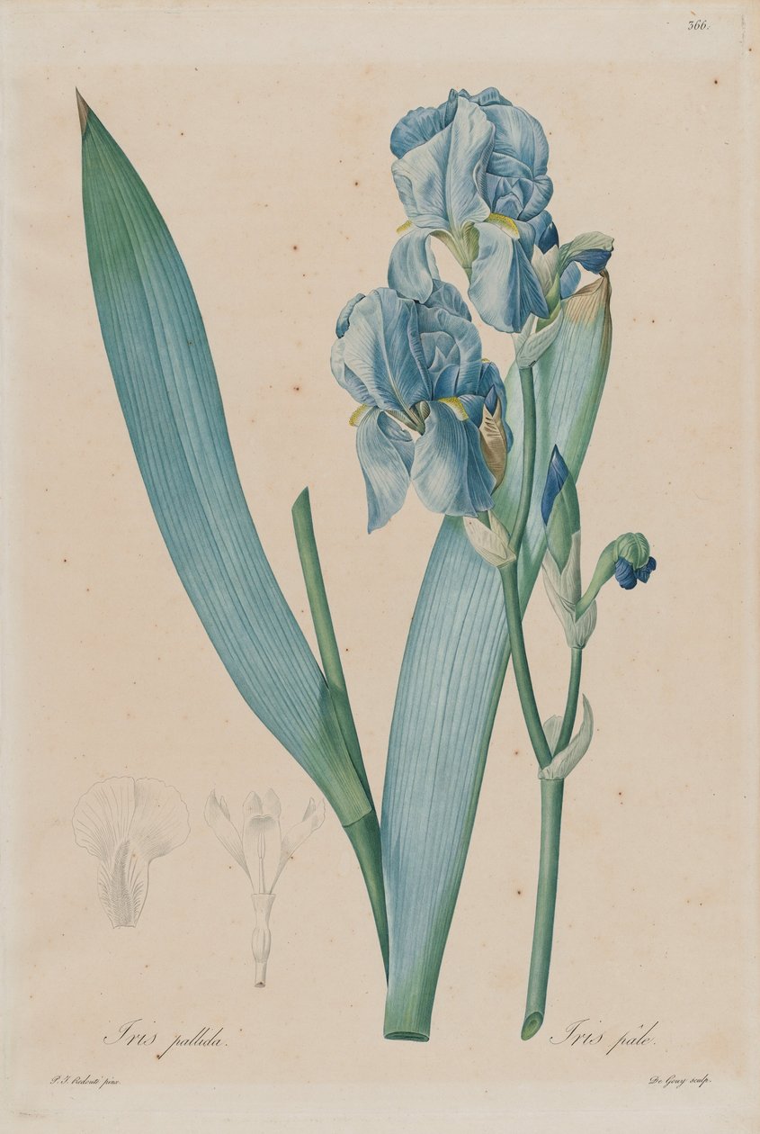 Dalmatialainen iiris (Iris pallida), levy 366, teoksen Pierre-Joseph Redouté, Les Liliacées, Vol. 7, Pariisi 18.... tekijältä Pierre Joseph Redouté