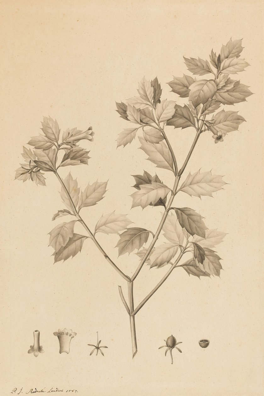 Desfonainia Spinosa, 1787 (harjan kärki ja harmaa pesu paperille, asetettu kortille) tekijältä Pierre Joseph Redouté