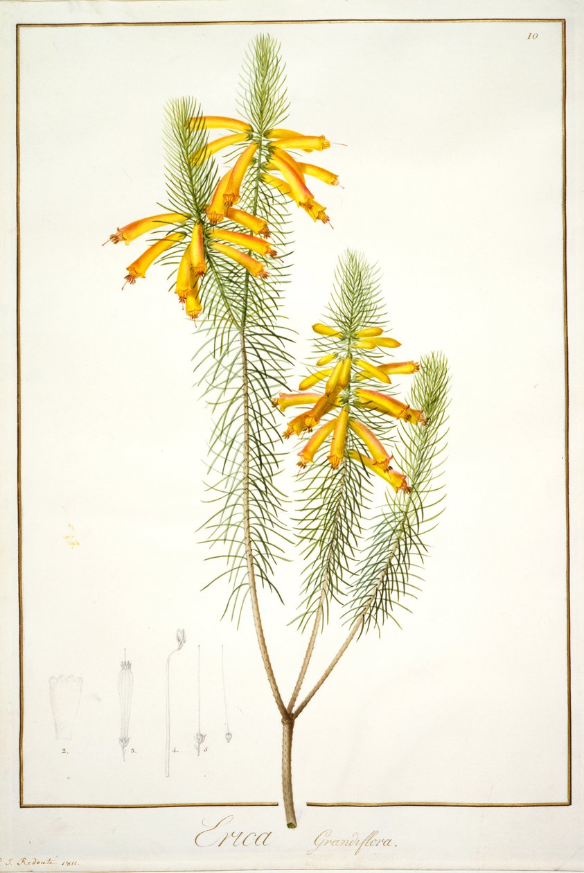 Erica Grandiflora, 1811 (wc ja vartaloväri grafiitin jäännösten päällä perunakalvolla) tekijältä Pierre Joseph Redouté