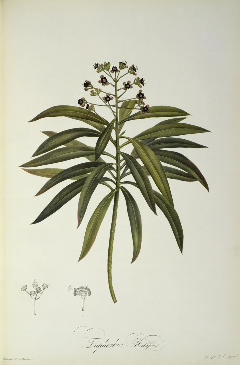 Euphorbia Mellifera, Le Jardin de la Malmaisonista, 1802 tekijältä Pierre Joseph Redouté