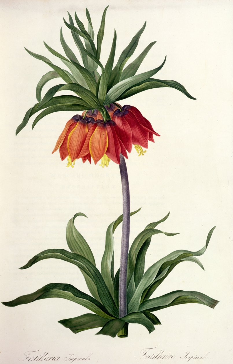 Fritillaria Imperialis julkaisusta "Les Lilacees", 1802-8 tekijältä Pierre Joseph Redouté