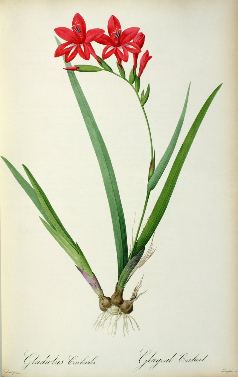 Gladiolus Cardinalis, Les Liliaceesista, 1805 tekijältä Pierre Joseph Redouté
