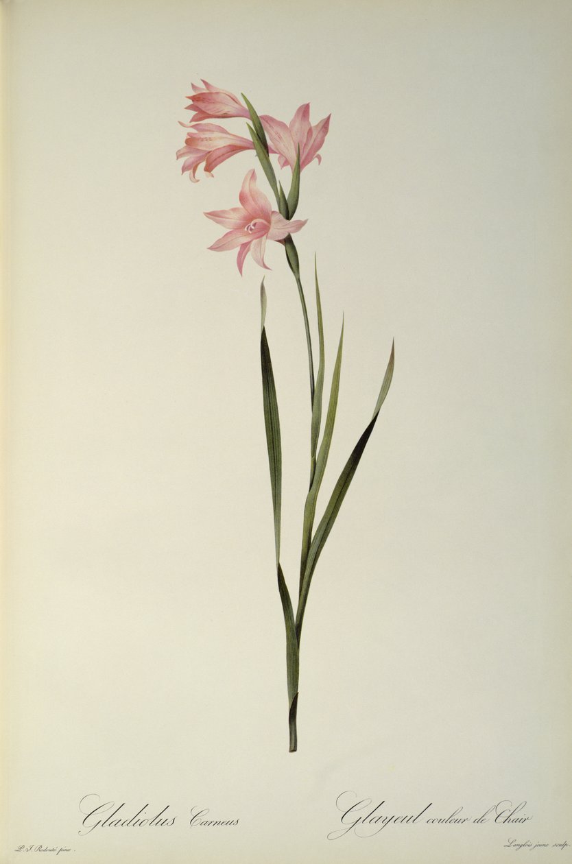 Gladiolus Carneus, Les Liliaceesista, 1804 tekijältä Pierre Joseph Redouté