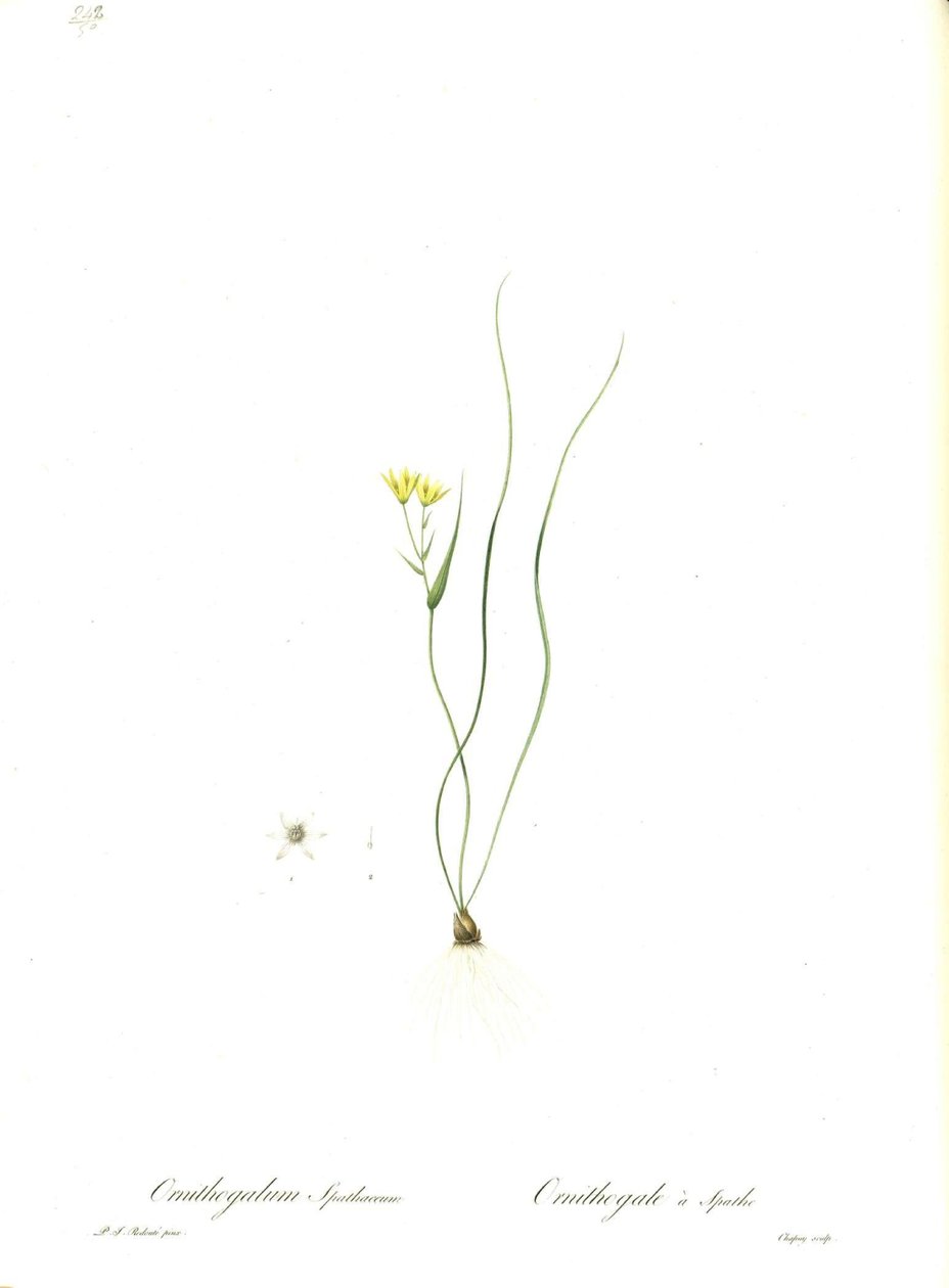 Kuva Gagea spathaceasta (Orig. Ornithogalum spathaceum) tekijältä Pierre Joseph Redouté