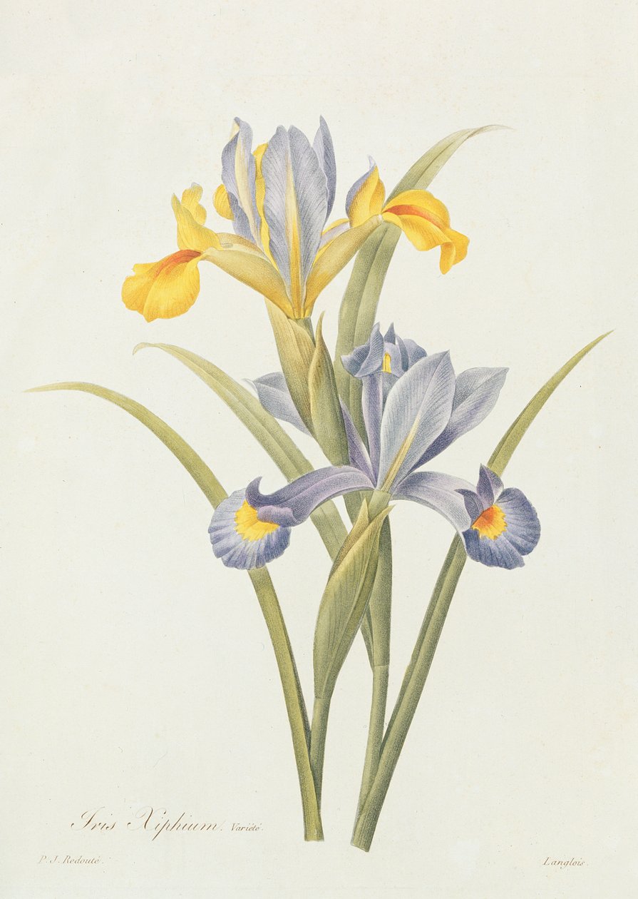Iris (värikaiverrus) tekijältä Pierre Joseph Redouté