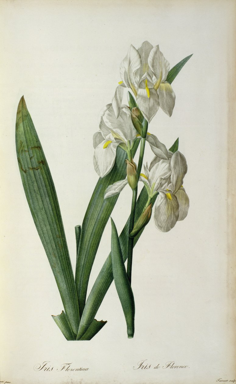 Iris Florentina, Les Liliaceesista, 1805 tekijältä Pierre Joseph Redouté