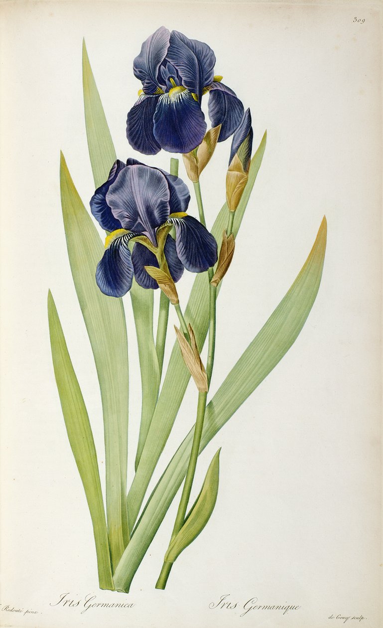 Iris Germanica, Les Liliaceesista, 1805 tekijältä Pierre Joseph Redouté