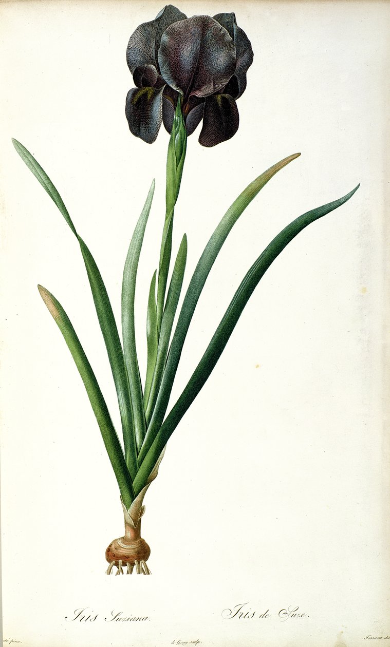 Iris Luxiana, Les Liliaceesista, 1805 tekijältä Pierre Joseph Redouté