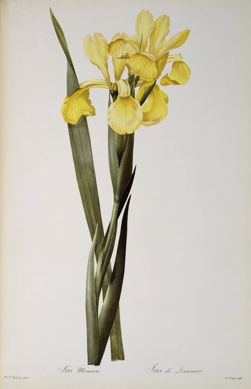 Iris Monnieri, Les Liliaceesista, 1808 tekijältä Pierre Joseph Redouté