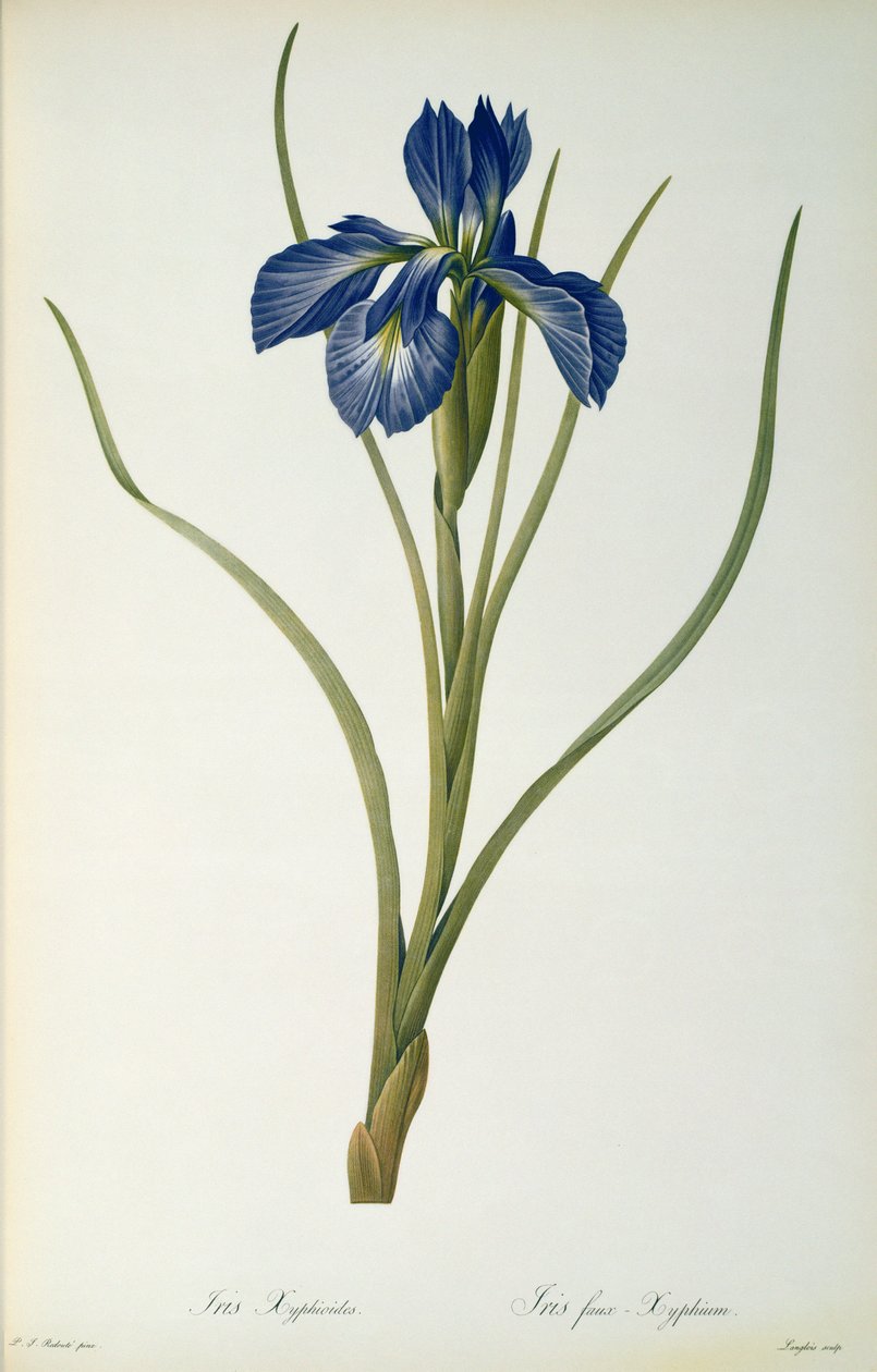 Iris Xyphioides, Les Liliaceesista, 1808 tekijältä Pierre Joseph Redouté