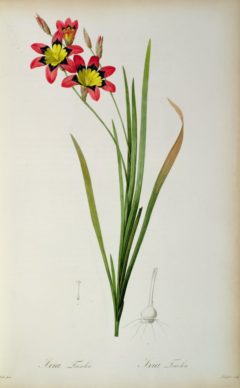 Ixia Tricolor, teoksesta "Les Liliacees", 1805 tekijältä Pierre Joseph Redouté