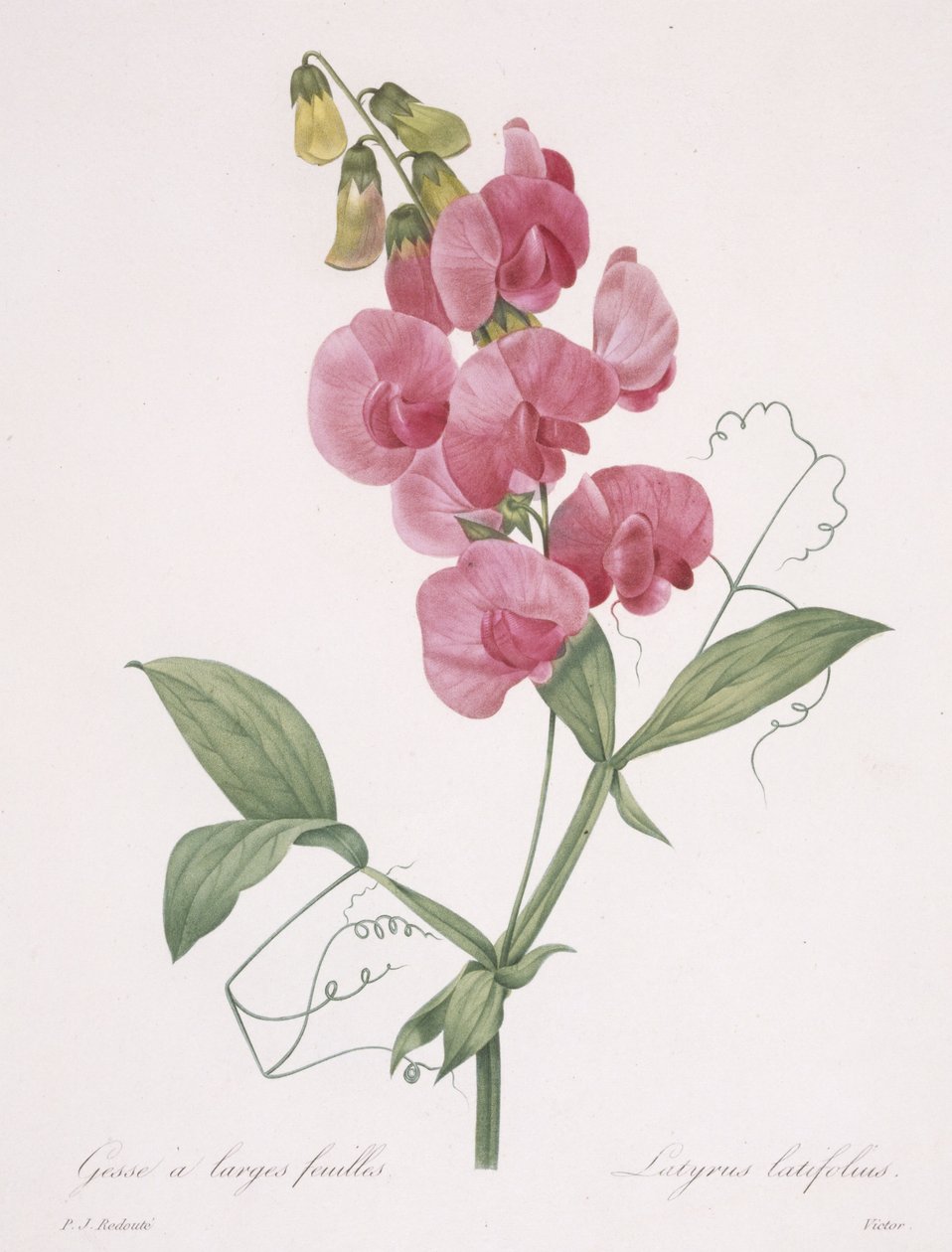 Lathyrus latifolius (ikuinen herne), 1827 tekijältä Pierre Joseph Redouté