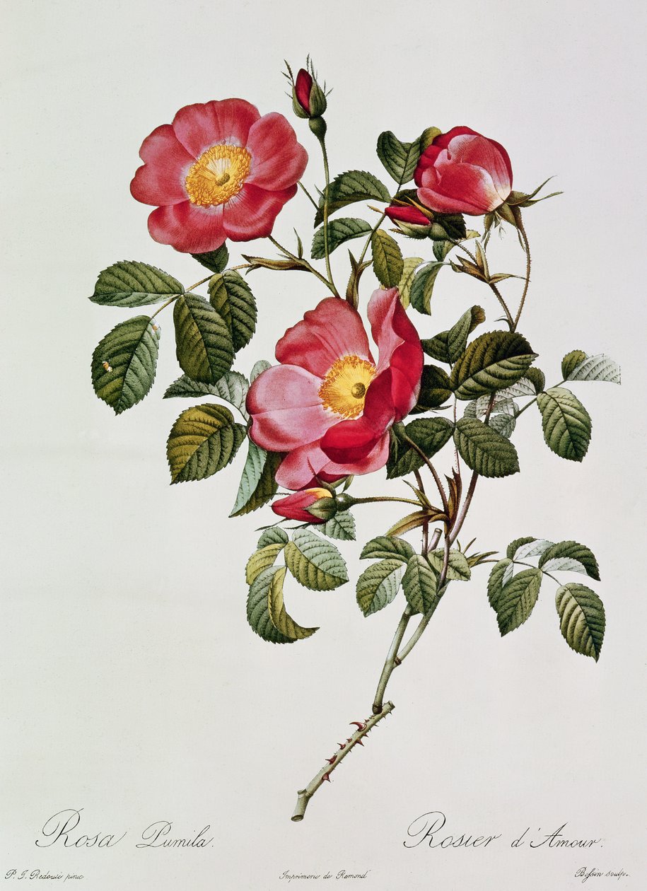 Les Roses de Thory. Rosa Pumilia (värilitografia) tekijältä Pierre Joseph Redouté