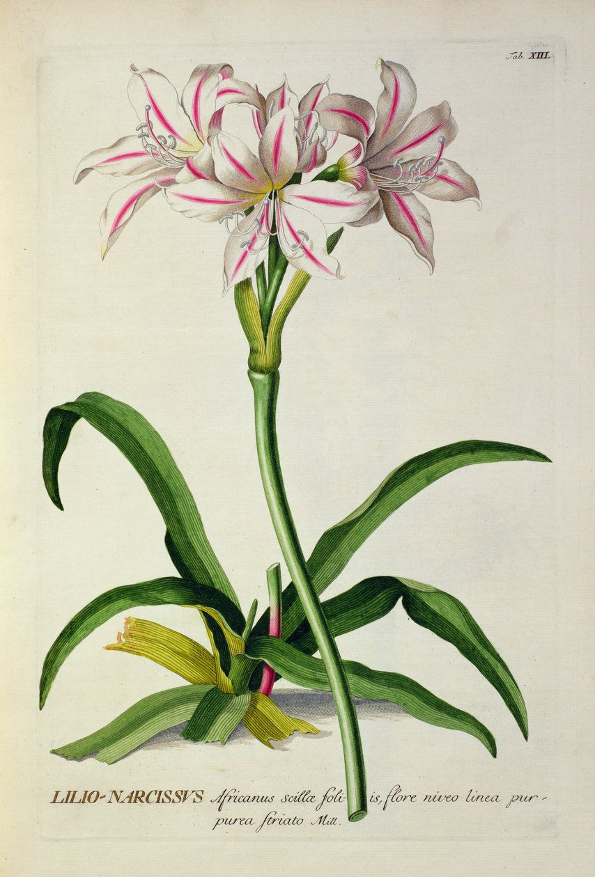 Lilio-Narcissus, Africanus, Christoph Jakob Trew