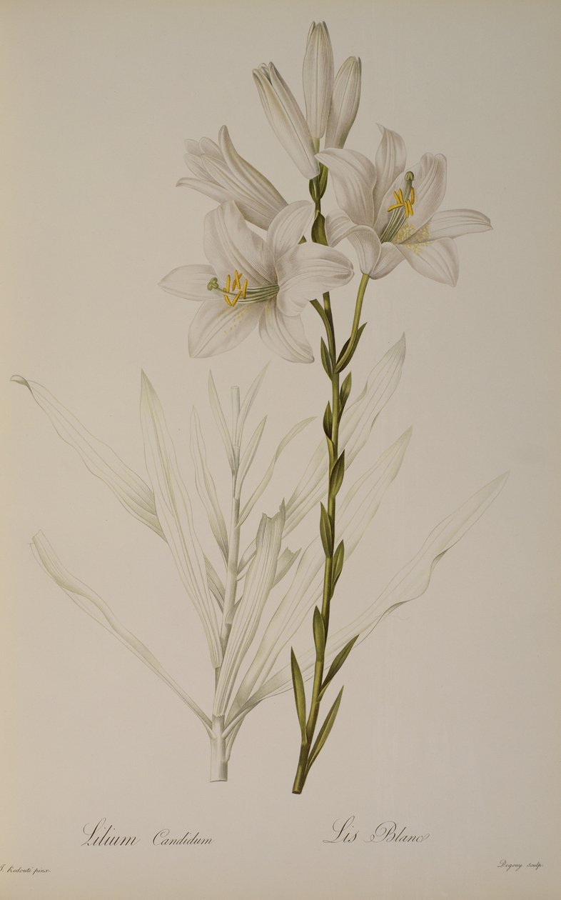 Lilium Candidum, Les Liliaceesista, 1807 tekijältä Pierre Joseph Redouté