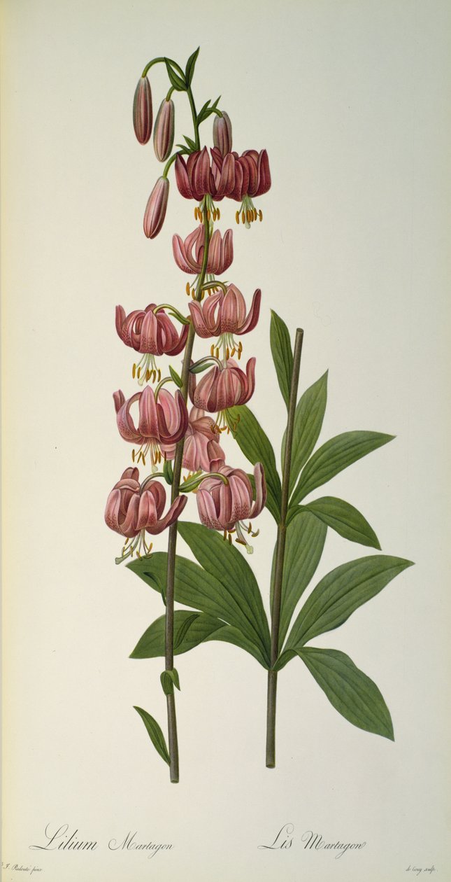 Lilium Martagon, lähteestä `Les Liliacees, 1806 tekijältä Pierre Joseph Redouté