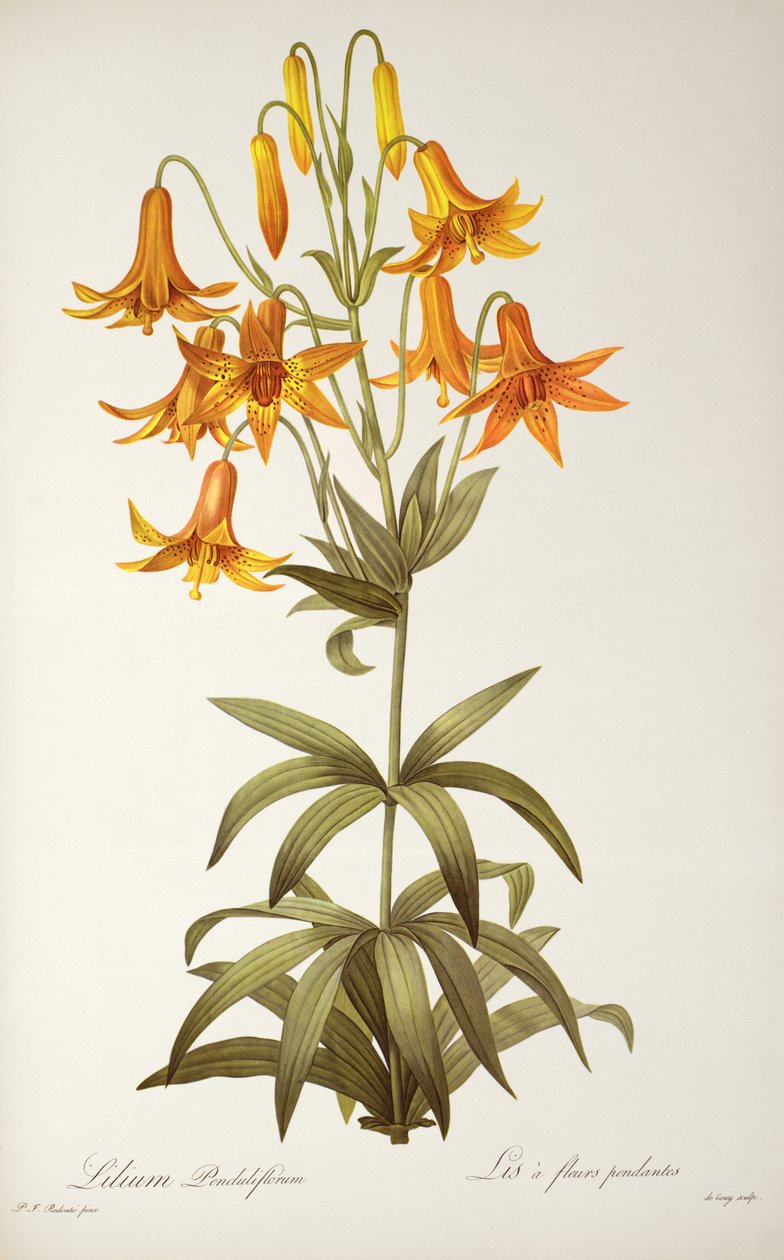 Lilium Penduliflorum, Les Liliaceesista, 1811 tekijältä Pierre Joseph Redouté