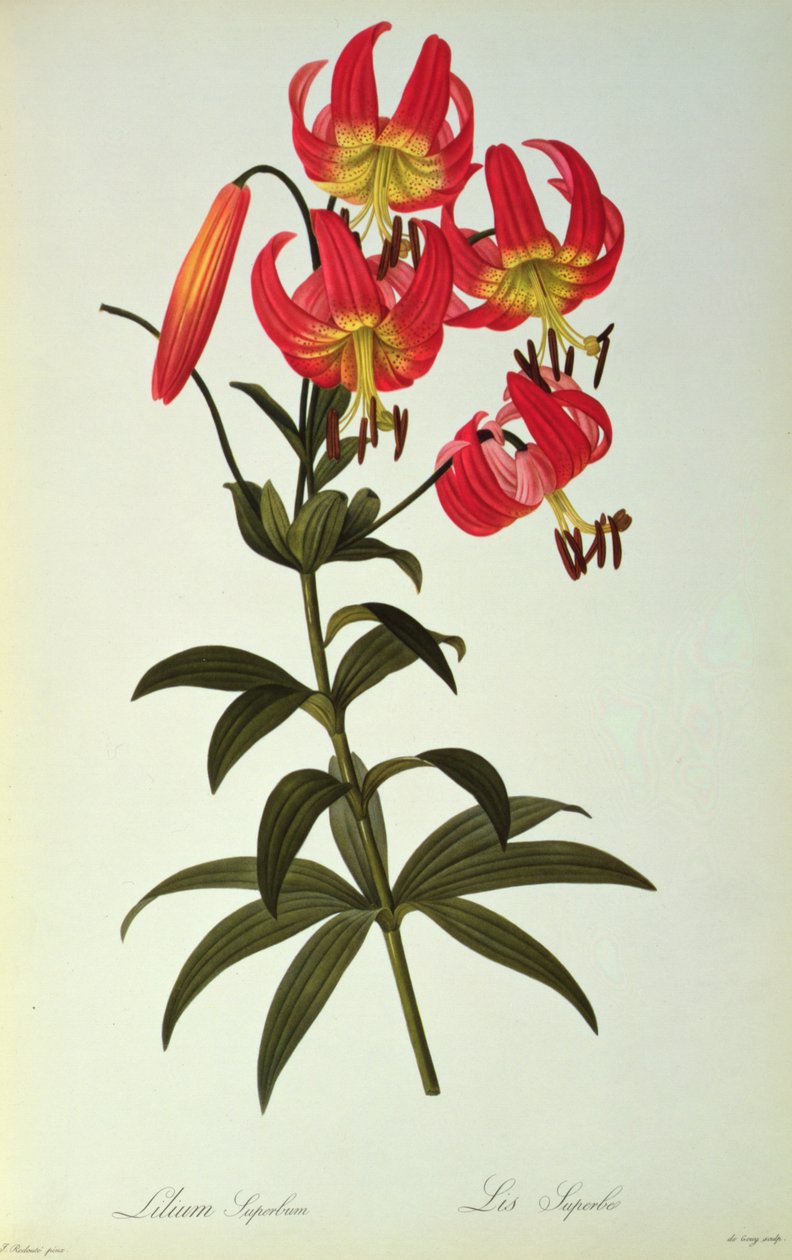 Lilium Superbum, Les Liliaceesista, 1805 tekijältä Pierre Joseph Redouté