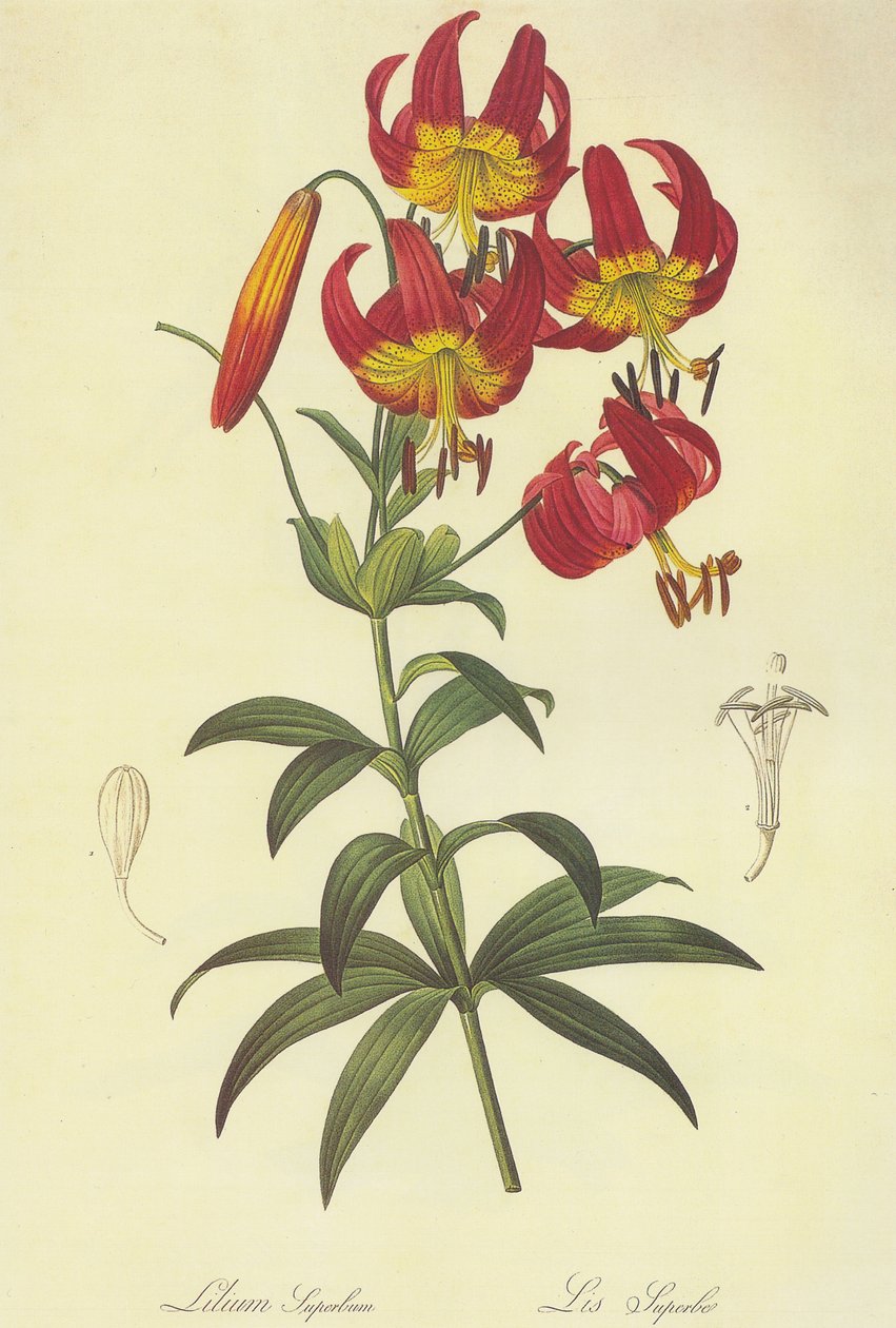 Lilium superbum litografia tekijältä Pierre Joseph Redouté
