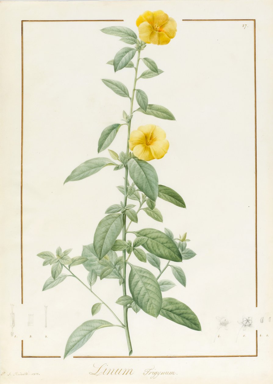 Linium Trigynum, 1813 (wc ja vartaloväri grafiitin jäännösten päällä) tekijältä Pierre Joseph Redouté