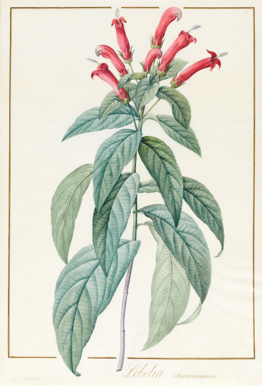 Lobelia Surinamensis (wc ja vartaloväri grafiitin päällä perunakalvolla) tekijältä Pierre Joseph Redouté