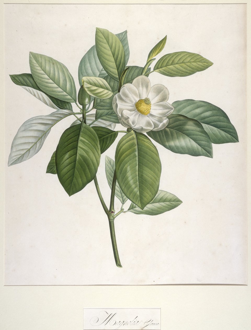 Magnolia Glauca, teoksesta Description des Plantes Rares Cultivees a Malmaison et a Navarre, 1813. tekijältä Pierre Joseph Redouté