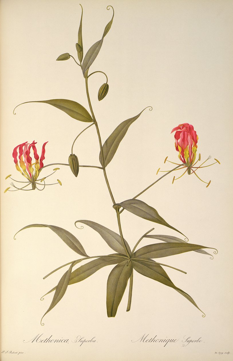 Methonica Superba, Les Liliaceesista, 1809 tekijältä Pierre Joseph Redouté