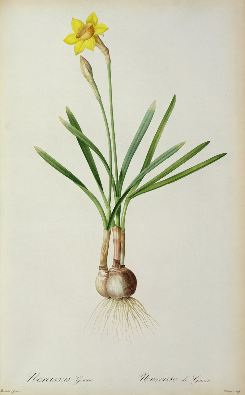 Narcissus Gouani, teoksesta "Les Liliacees", 1805. tekijältä Pierre Joseph Redouté