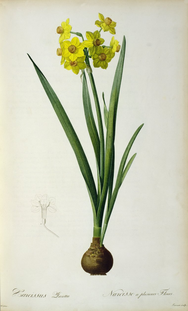 Narcissus Lazetta, Christoph Jakob Trew