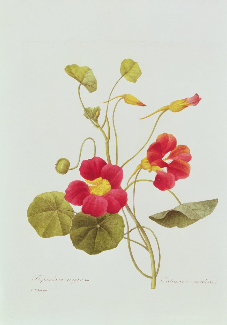 Nasturtium (värillinen kaiverrus) tekijältä Pierre Joseph Redouté