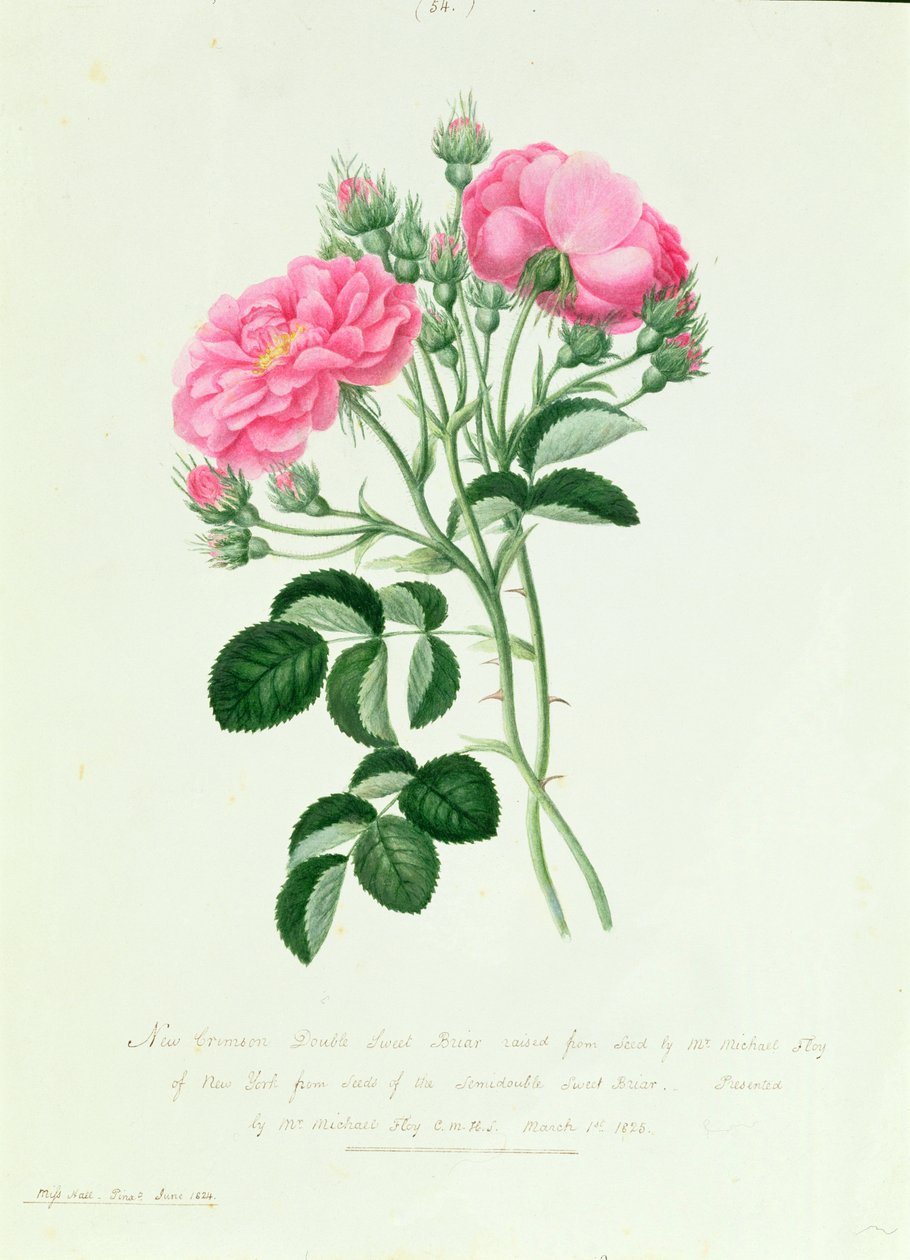 New Crimson Double Sweet Briar New Yorkista tekijältä Pierre Joseph Redouté