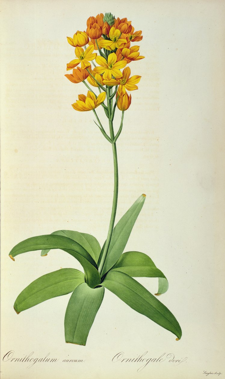Golden Ornithogalum, Les Liliaceesista tekijältä Pierre Joseph Redouté