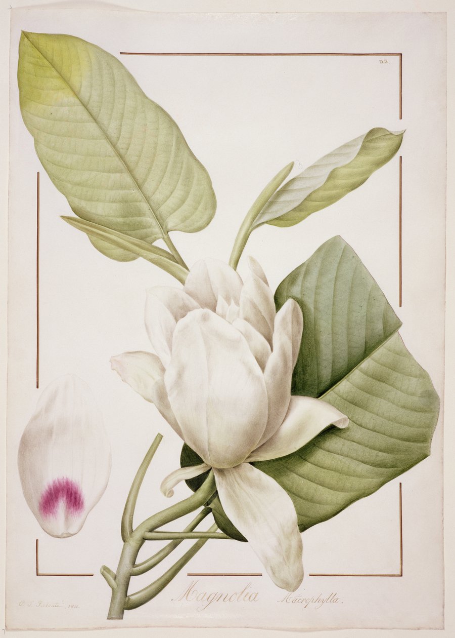 PD.122-1973f.33 Magnolia macrophylla, 1811 (lyijykynä ja wc perunakalvolla) tekijältä Pierre Joseph Redouté