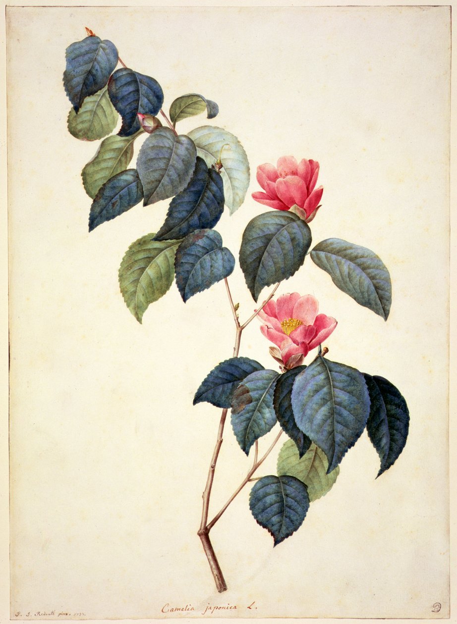 PD.21-1960 Camellia Japonica, 1793 tekijältä Pierre Joseph Redouté