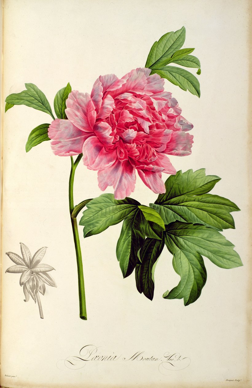 Paeonia Moutan, n.1799 (käsinvärinen kaiverrus) tekijältä Pierre Joseph Redouté