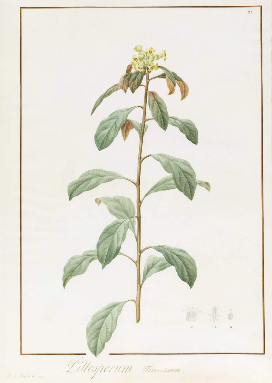 Paeonia Moutan var. B. Paeonia Suffruticosa, 1812 (wc, jossa on arabikumia ja grafiittijälkiä vellumilla). tekijältä Pierre Joseph Redouté