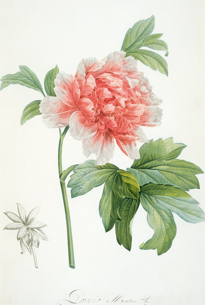 Pioni, 1799 (väripainatus) tekijältä Pierre Joseph Redouté