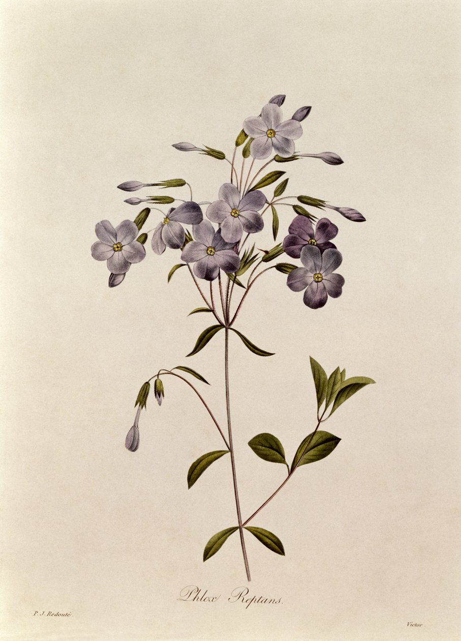 Phlox reptans tekijältä Pierre Joseph Redouté