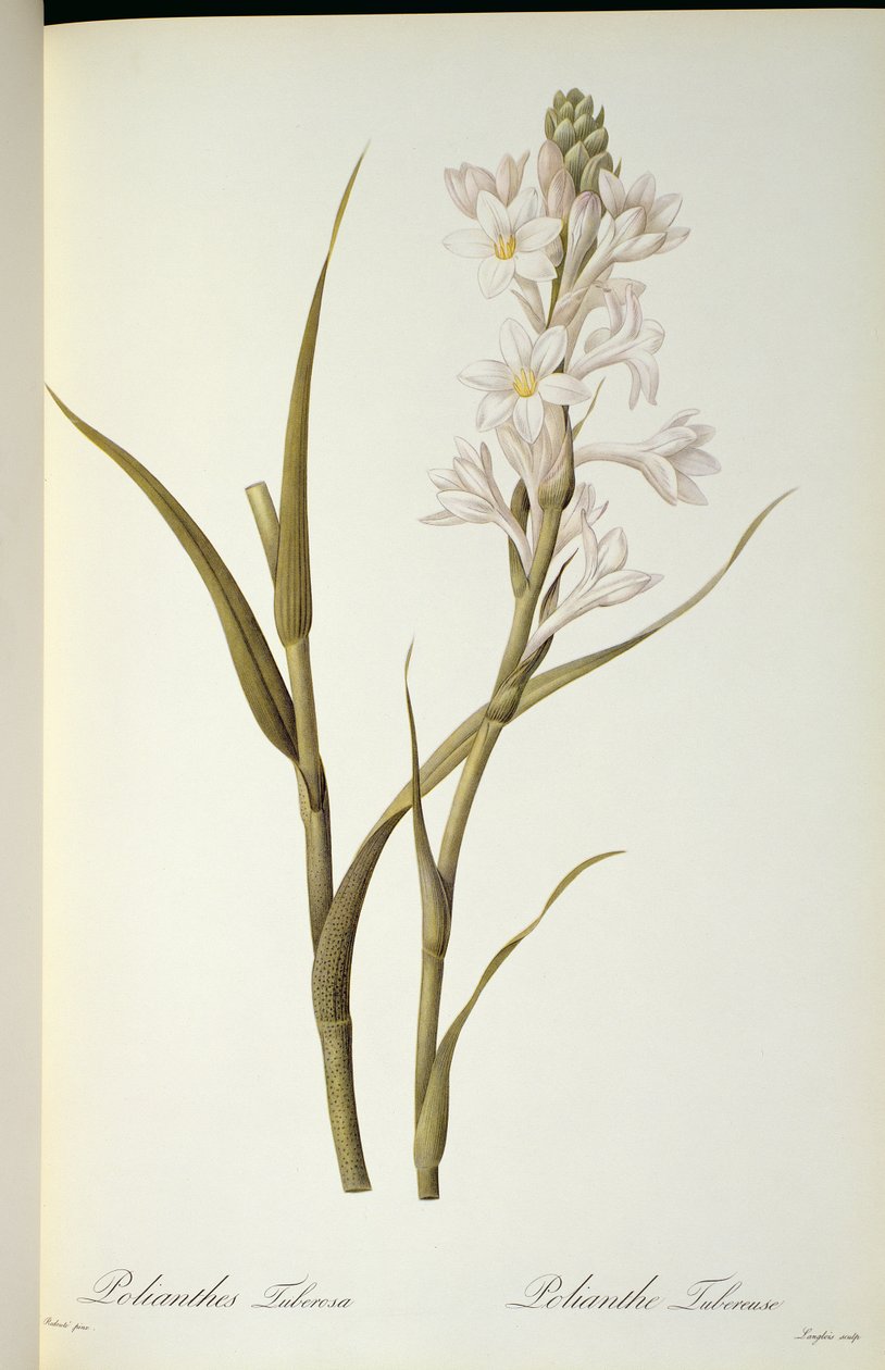 Polianthes Tuberosa, Les Liliaceesista, 1806 tekijältä Pierre Joseph Redouté
