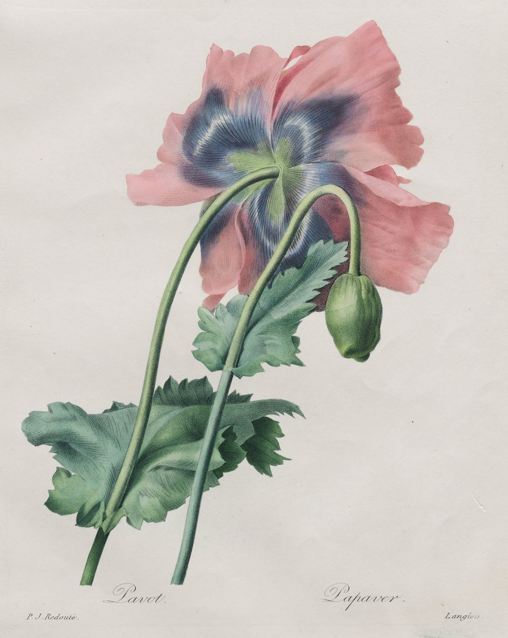 Unikko (Papaver), Redouté, tekijältä Pierre Joseph Redouté