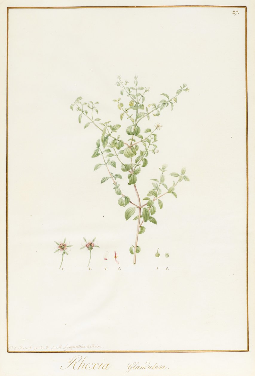 Rhexia Glandulosa (wc ja vartaloväri grafiitin jälkien päällä perunakalvolla) tekijältä Pierre Joseph Redouté