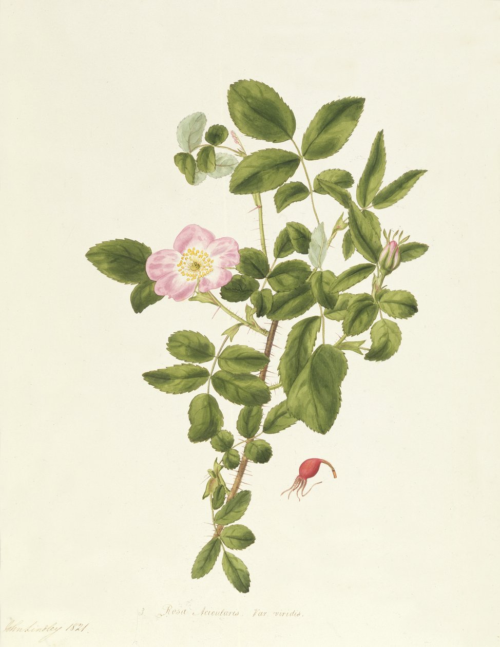 Rosa acicularis viridis tekijältä Pierre Joseph Redouté