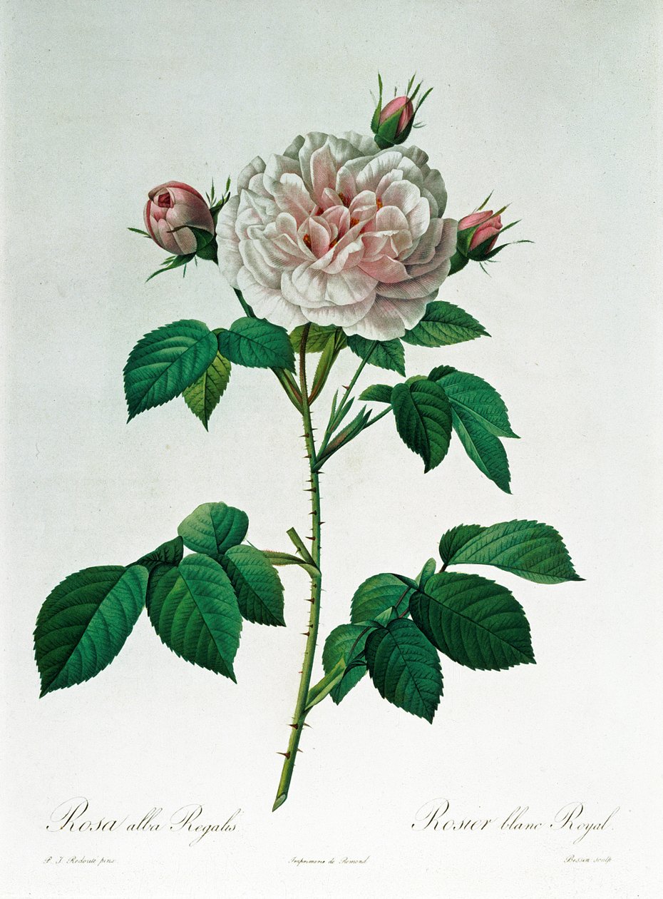 Rosa Alba Regalis, kaiverrus Bessin tekijältä Pierre Joseph Redouté