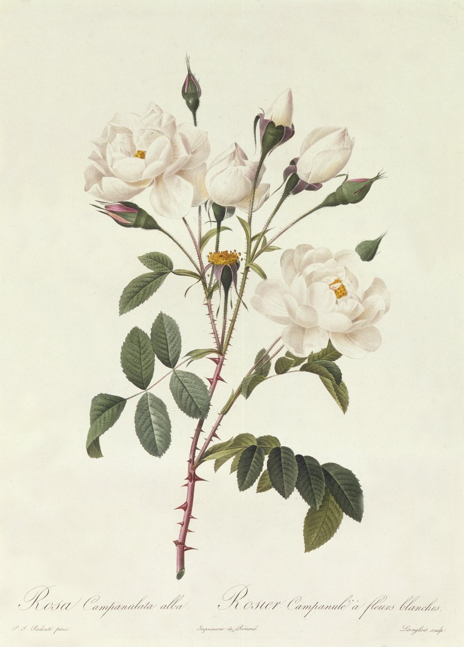 Rosa Campanulata Alba tekijältä Pierre Joseph Redouté