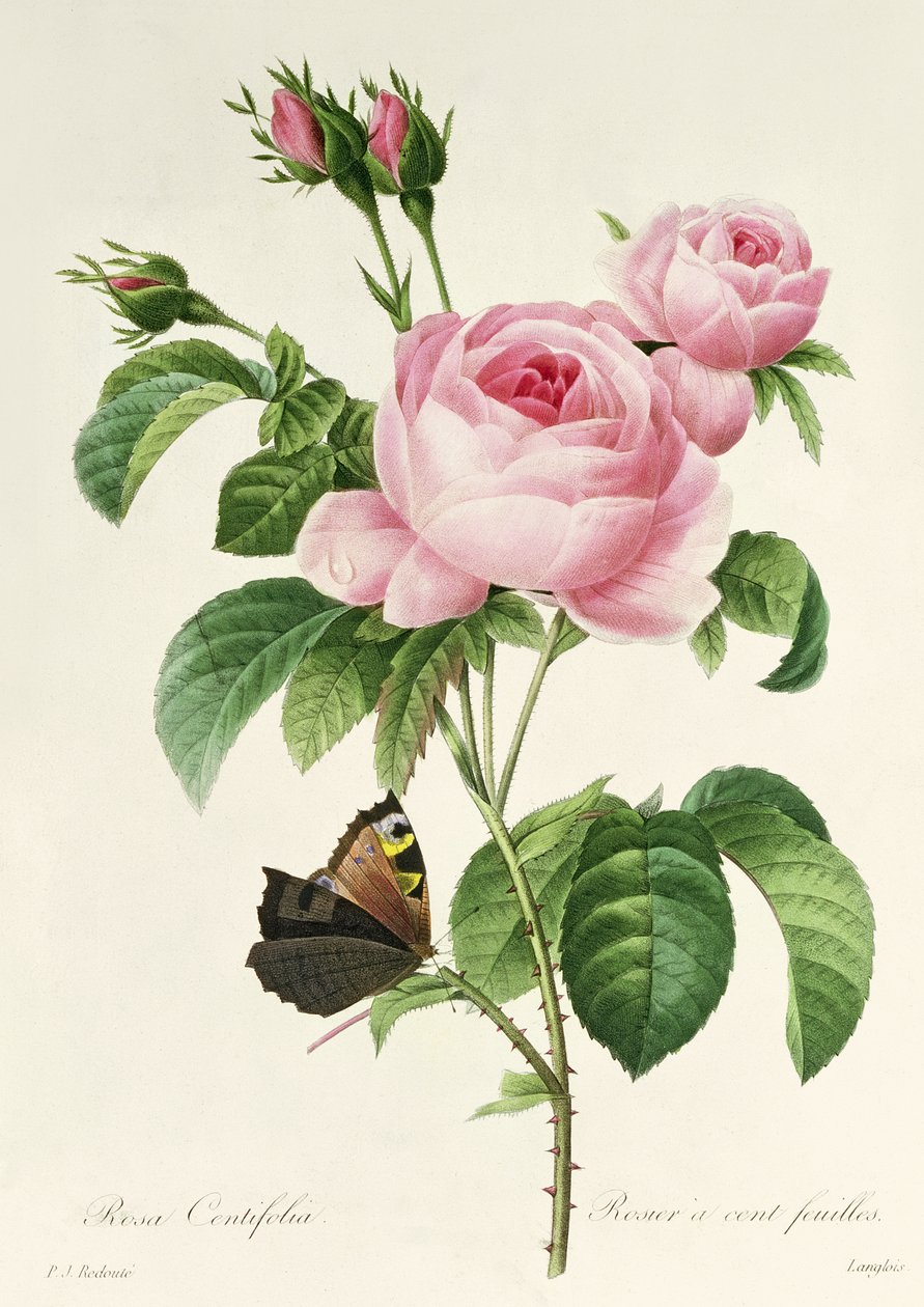 Rose Centifolia tekijältä Pierre Joseph Redouté