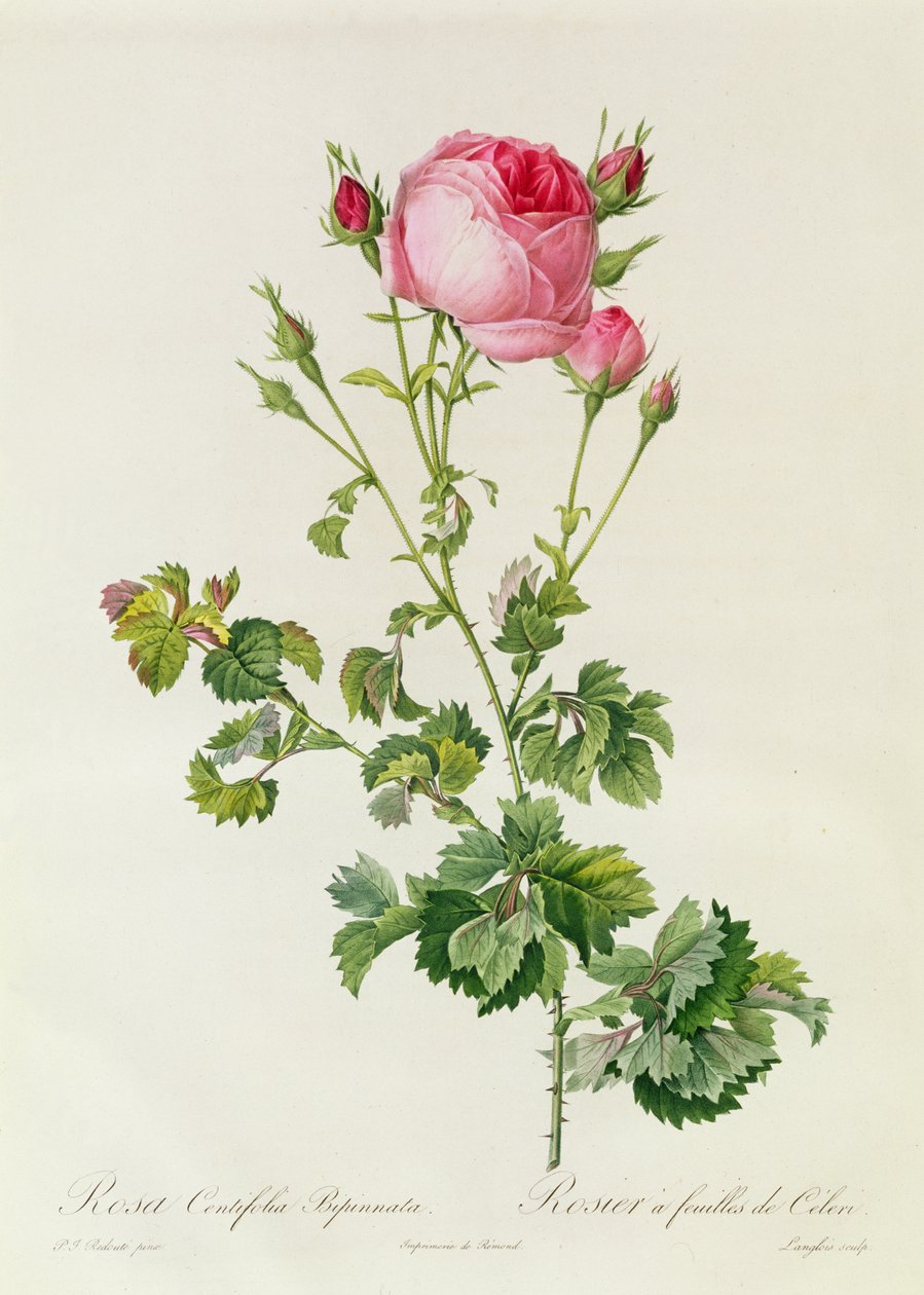 Rosa Centifolia Bipinnata tekijältä Pierre Joseph Redouté
