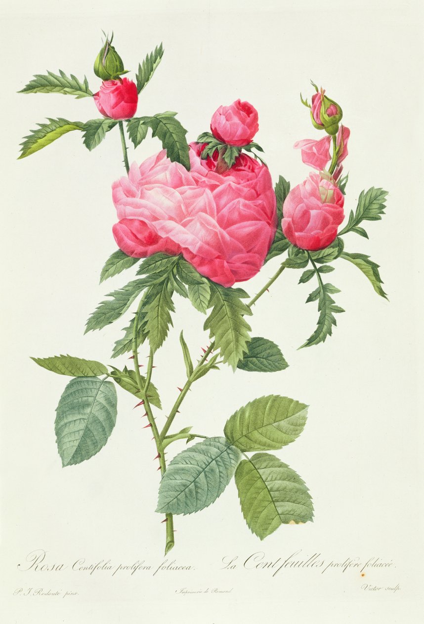 Rosa Centifolia Prolifera Foliacea tekijältä Pierre Joseph Redouté