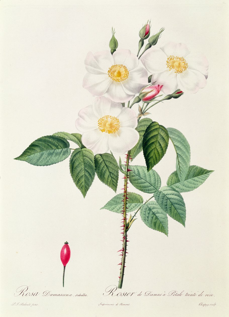 Rosa Damascena Subalba tekijältä Pierre Joseph Redouté