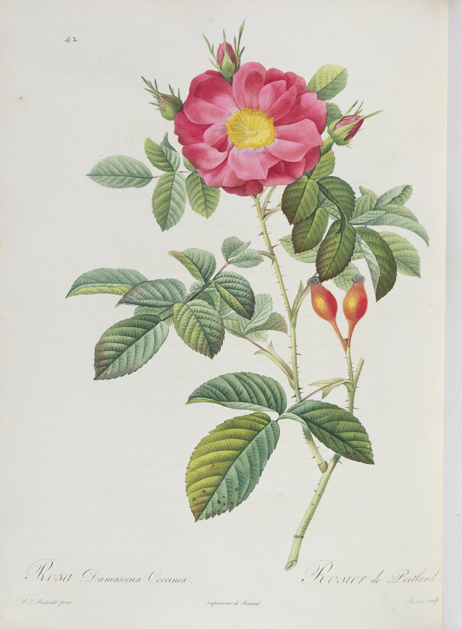 Rosa Damascena, Les Rosesista tekijältä Pierre Joseph Redouté